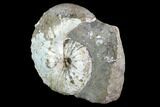 Jeletzkytes Ammonite On Rock - South Dakota #98711-1